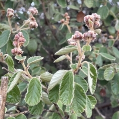 Pomaderris eriocephala (Woolly-head Pomaderris) at Uriarra Recreation Reserve - 3 Aug 2023 by JaneR