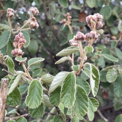 Pomaderris eriocephala (Woolly-head Pomaderris) at Uriarra Recreation Reserve - 3 Aug 2023 by JaneR