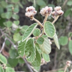 Pomaderris eriocephala at Coree, ACT - 3 Aug 2023