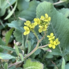 Sisymbrium officinale (Common Hedge Mustard) at Uriarra Recreation Reserve - 3 Aug 2023 by JaneR