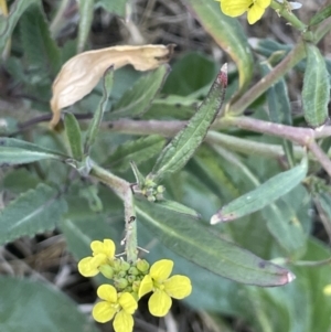 Sisymbrium officinale at Coree, ACT - 3 Aug 2023 04:36 PM