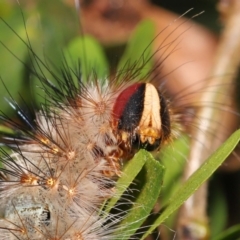 Anthela (genus) immature (Unidentified Anthelid Moth) at Wellington Point, QLD - 4 Aug 2023 by TimL