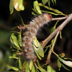 Anthela (genus) immature at Wellington Point, QLD - 4 Aug 2023