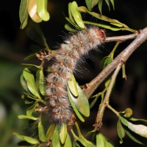 Anthela (genus) immature at Wellington Point, QLD - suppressed