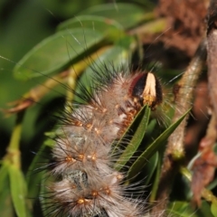 Anthela (genus) immature at Wellington Point, QLD - 4 Aug 2023