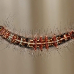 Anthela (genus) immature at Wellington Point, QLD - 4 Aug 2023