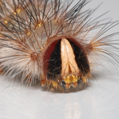 Anthela (genus) immature (Unidentified Anthelid Moth) at Wellington Point, QLD - 4 Aug 2023 by TimL