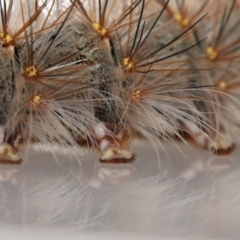 Anthela (genus) immature at Wellington Point, QLD - 4 Aug 2023