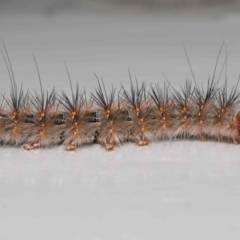 Anthela (genus) immature at Wellington Point, QLD - 4 Aug 2023