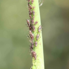 Aphididae (family) (Unidentified aphid) at Turner, ACT - 8 Apr 2023 by ConBoekel