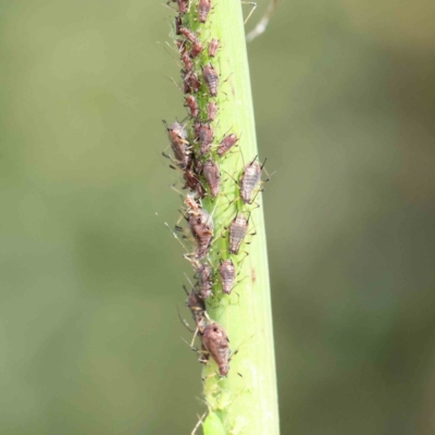 Aphididae (family) (Unidentified aphid) at Turner, ACT - 8 Apr 2023 by ConBoekel