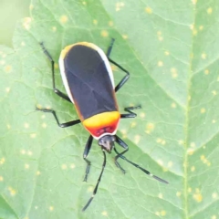 Dindymus versicolor (Harlequin Bug) at Turner, ACT - 8 Apr 2023 by ConBoekel