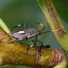 Theseus modestus (Gum tree shield bug) at Sullivans Creek, Turner - 8 Apr 2023 by ConBoekel