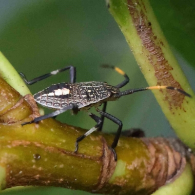 Theseus modestus (Gum tree shield bug) at Turner, ACT - 8 Apr 2023 by ConBoekel