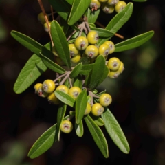 Pyracantha angustifolia (Firethorn, Orange Firethorn) at Sullivans Creek, Turner - 8 Apr 2023 by ConBoekel