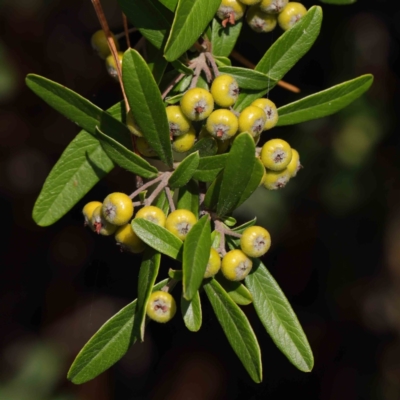 Pyracantha angustifolia (Firethorn, Orange Firethorn) at Haig Park - 8 Apr 2023 by ConBoekel