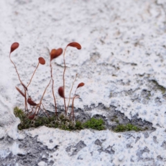 Funaria hygrometrica (Moss) at Turner, ACT - 8 Apr 2023 by ConBoekel