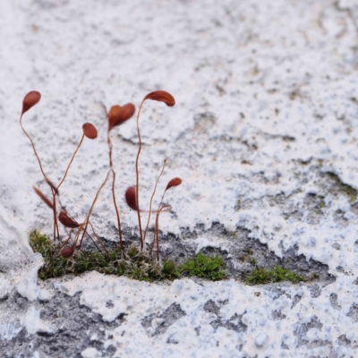 Funaria hygrometrica (Moss) at Sullivans Creek, Turner - 8 Apr 2023 by ConBoekel