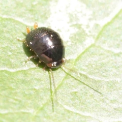 Ellipsidion sp. (genus) (A diurnal cockroach) at Turner, ACT - 8 Apr 2023 by ConBoekel