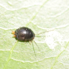 Ellipsidion sp. (genus) at Turner, ACT - 8 Apr 2023