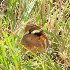 Heteronympha merope (Common Brown Butterfly) at Sullivans Creek, Turner - 8 Apr 2023 by ConBoekel