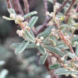 Pomaderris angustifolia at Stromlo, ACT - 14 Jun 2023