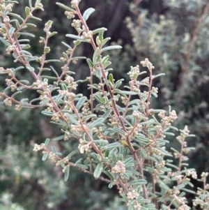 Pomaderris angustifolia at Stromlo, ACT - 14 Jun 2023