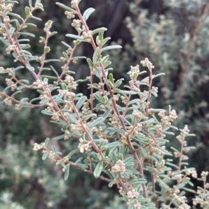 Pomaderris angustifolia at Stromlo, ACT - 14 Jun 2023 02:29 PM