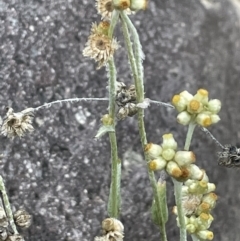 Pseudognaphalium luteoalbum (Jersey Cudweed) at Uriarra Recreation Reserve - 14 Jun 2023 by JaneR