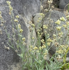 Pseudognaphalium luteoalbum at Stromlo, ACT - 14 Jun 2023 01:41 PM