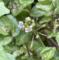 Rorippa nasturtium-aquaticum (Watercress) at Uriarra Recreation Reserve - 14 Jun 2023 by JaneR