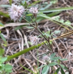 Trifolium arvense (Haresfoot Clover) at Stromlo, ACT - 14 Jun 2023 by JaneR