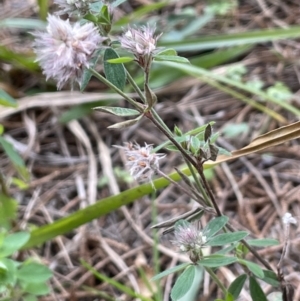 Trifolium arvense at Stromlo, ACT - 14 Jun 2023