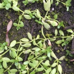 Callitriche stagnalis (Common Starwort) at Uriarra Recreation Reserve - 20 May 2020 by JaneR