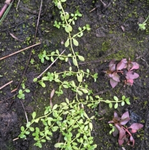 Callitriche stagnalis at Coree, ACT - 20 May 2020