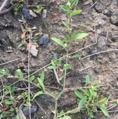 Polygonum arenastrum (Wireweed) at Uriarra Recreation Reserve - 20 May 2020 by JaneR