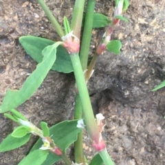 Polygonum arenastrum at Coree, ACT - 20 May 2020 02:58 PM