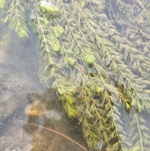 Myriophyllum verrucosum at Coree, ACT - 3 Mar 2021