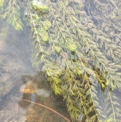 Myriophyllum verrucosum (Red Water-milfoil) at Uriarra Recreation Reserve - 3 Mar 2021 by JaneR