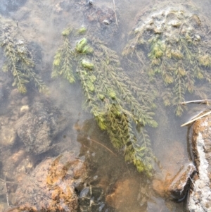 Myriophyllum verrucosum at Coree, ACT - 3 Mar 2021