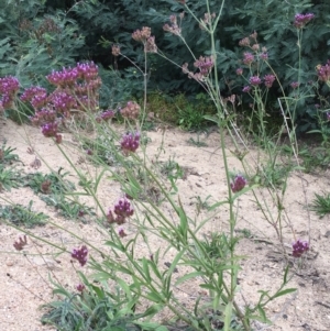 Verbena incompta at The Angle, NSW - 6 Apr 2019 03:23 PM