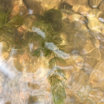 Myriophyllum verrucosum (Red Water-milfoil) at Clear Range, NSW - 4 Apr 2019 by JaneR