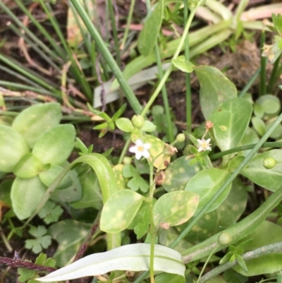 Samolus valerandi (Brookweed) at Clear Range, NSW - 4 Apr 2019 by JaneR