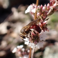 Lasioglossum (Parasphecodes) leichardti at Belconnen, ACT - 27 Jul 2023 by CathB