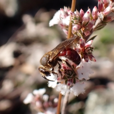 Lasioglossum (Parasphecodes) leichardti at Aranda Bushland - 27 Jul 2023 by CathB