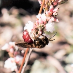 Lasioglossum (Parasphecodes) leichardti at Belconnen, ACT - 27 Jul 2023