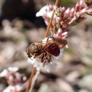 Lasioglossum (Parasphecodes) leichardti at Belconnen, ACT - 27 Jul 2023