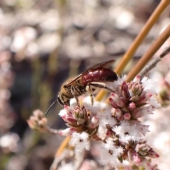 Lasioglossum (Parasphecodes) leichardti at Belconnen, ACT - 27 Jul 2023