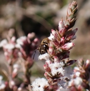 Lasioglossum (Parasphecodes) leichardti at Belconnen, ACT - 27 Jul 2023