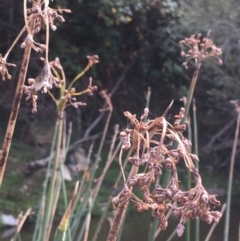 Schoenoplectus tabernaemontani (River Club-rush) at Clear Range, NSW - 4 Apr 2019 by JaneR